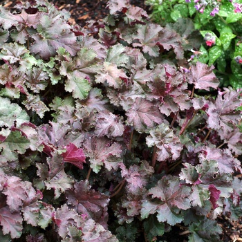 Heuchera - Coral Bells 'Purple Petticoats'