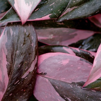 Philodendron erubescens 'Pink Princess' (Philodendron) - Pink Princess Philodendron