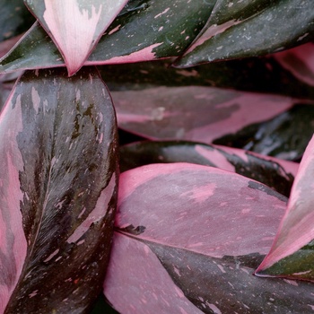 Philodendron erubescens - Philodendron 'Pink Princess'
