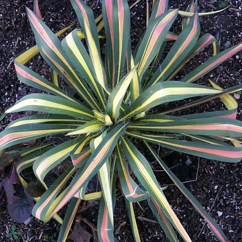 Yucca filamentosa - Yucca 'Colour Guard'