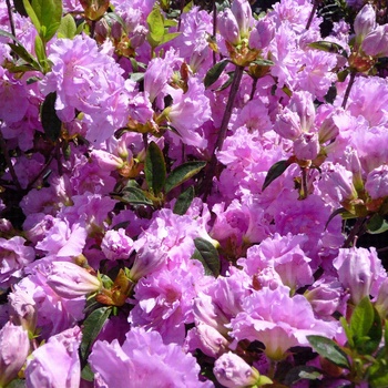 Rhododendron Shammarello hybrid - Azalea 'Elsie Lee'