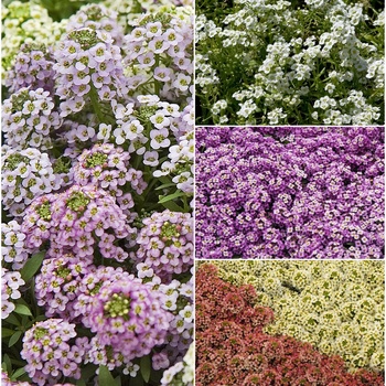 Lobularia maritima - Alyssum 'Multiple Varieties'
