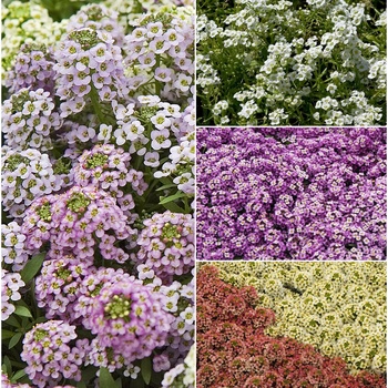 Multiple Varieties - Alyssum