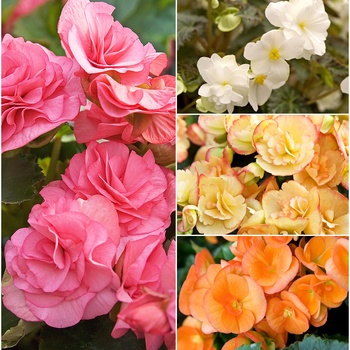 Begonia x hiemalis - Begonia 'Rieger'