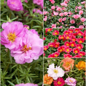 Portulaca grandiflora - Portulaca 'Multiple Varieties'