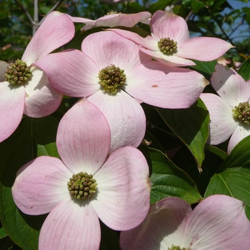 Cornus x 'Stellar Pink™' - Stellar Pink™ Dogwood