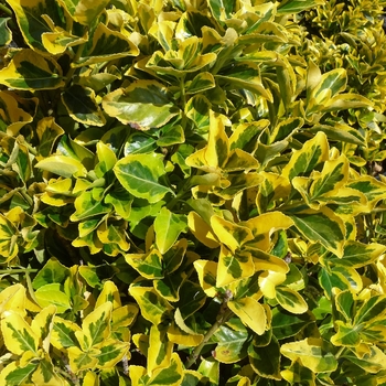 Euonymus japonicus 'Aureo-marginatus' - Golden Euonymus