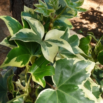 Hedera - Ivy 'Multiple Varieties'