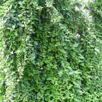 Hedera - Grape Ivy