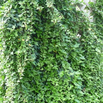 Hedera helix - Ivy 'Grape'