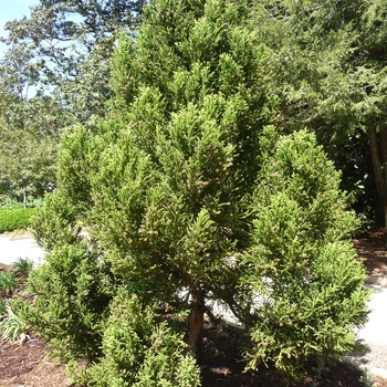 Cryptomeria 'Black Dragon' - Black Dragon Cryptomeria