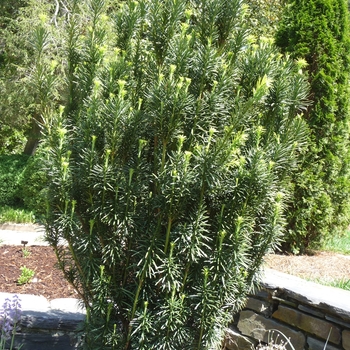 Taxus baccata 'Fastigiata' - Irish Yew
