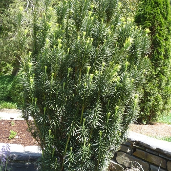 Taxus baccata - Yew 'Stonehenge'