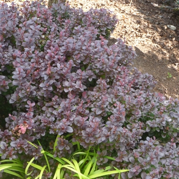 Berberris thunbergii 'Concorde' - Japanese Barberry