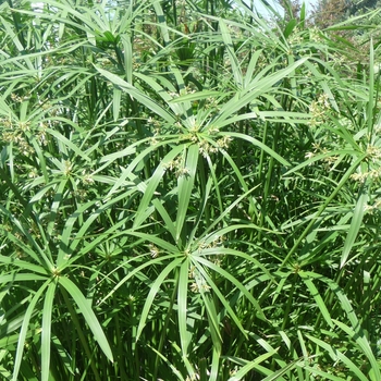 Cyperus alternifolis 'Wild Spike' - Umbrella Plant