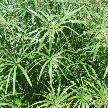 Cyperus alternifolis - Grass 'Prince Tut'
