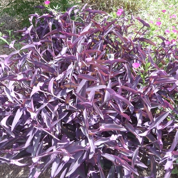 Setcreasea pallida - Purple Heart 