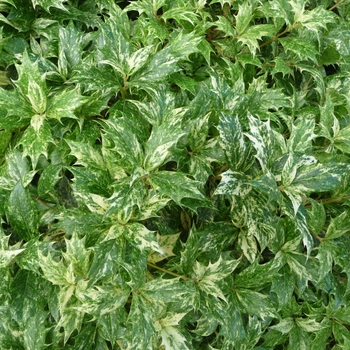 Osmanthus heterophyllus - Holly 'Goshiki' 