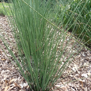 Juncus inflexus - Rush 'Blue Arrows'