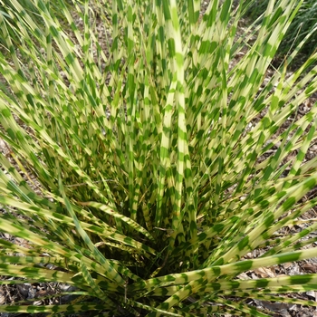 Miscanthus sinensis - Maiden Grass 'Gold Bar' 
