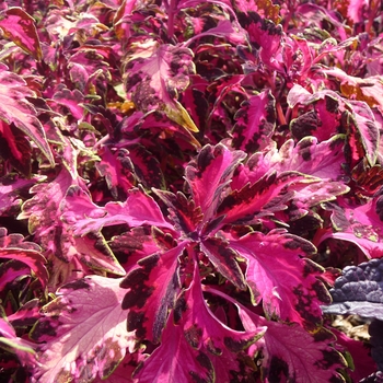 Coleus - Coleus 'Luminesce'