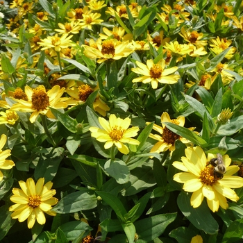 Zinnia hybrid 'Profusion' - Zinnia Profusion