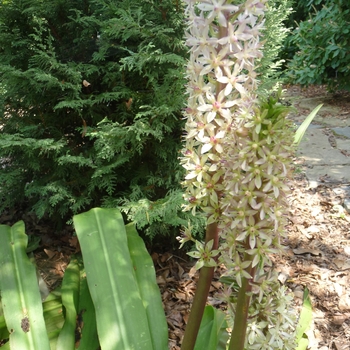 Eucomis 'Autumnalis' - Pineapple Lily