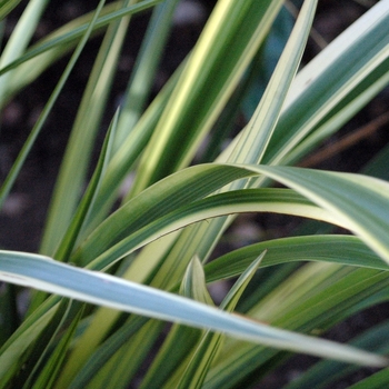 Cordyline (Spike) - Dracaena 'Torbay Dazzler'