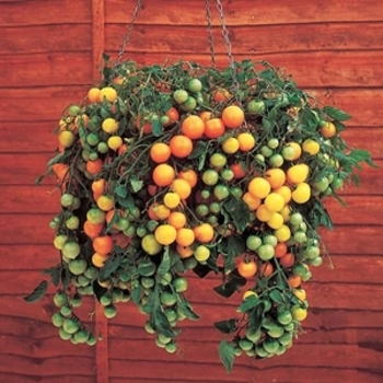 Lycopersicon esculentum - Tomato 'Tumbling Tom Yellow'