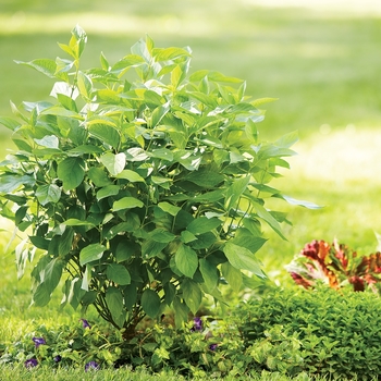 Cornus stolonifera 'Arctic Fire' - Red-Osier Dogwood