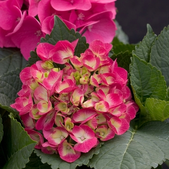 Bigleaf Hydrangea - Cityline™ Paris