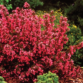 Weigela florida 'Wine & Roses®' - Weigela