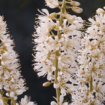 Clethra alnifolia - Vanilla Spice® Summersweet