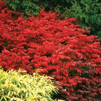 Burning Bush - Fire Ball®