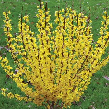 Forsythia - Forsythia