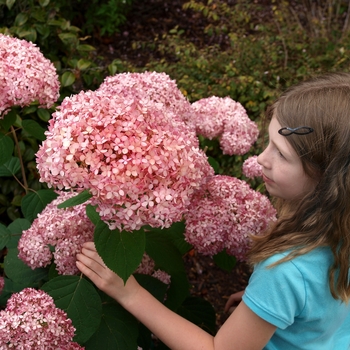 Hydrangea arborescens - Invincibelle® Spirit