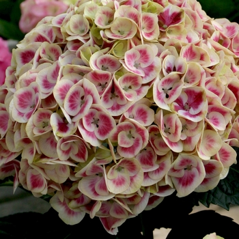 Hydrangea - Cityline™ Mars