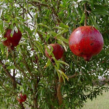Punica granatum (Pomegranate) - Pomegranate