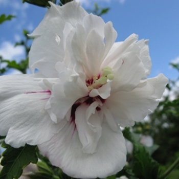 Hibiscus syriacus - Rose of Sharon 'Bali'