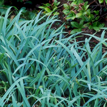 Carex 'Blue Zinger' - Blue Sedge