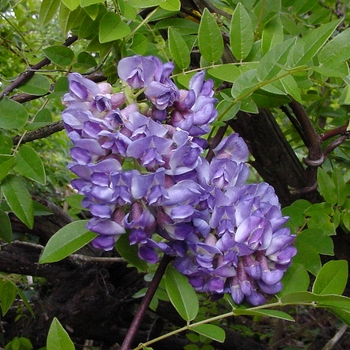 Wistera frutescens - Wisteria 'Amethyst Falls'