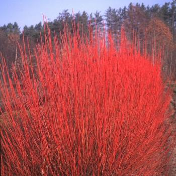 Cornus sericea - Dogwood 'Arctic Fire'