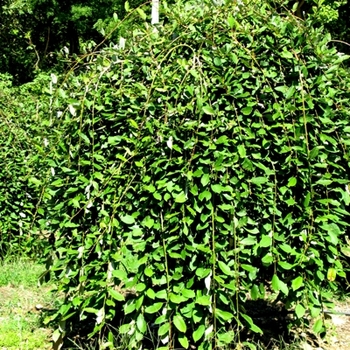Salix caprea 'Pendula' - Weeping Pussy Willow