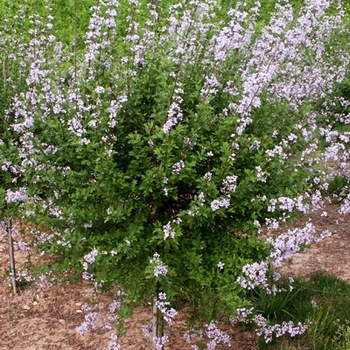 Syringa laciniata - Lilac 'Cutleaf' Syringa laciniata - Lilac 'Cutleaf'