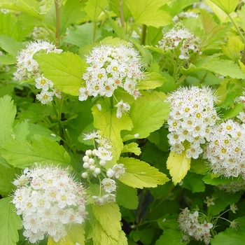 Physocarpus opulifolius - 'Nugget'