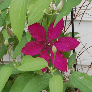 Clematis - Clematis 'Niobe'