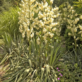 Yucca filamentosa - Yucca