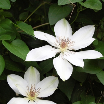 Clematis - Clematis 'Henryi'