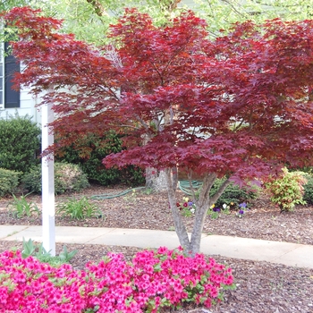Acer palmatum var. atropurpureum - Japanese Maple 'Bloodgood' 