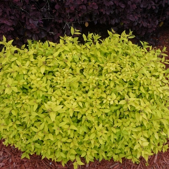 Spiraea japonica - Spirea 'Goldmound'